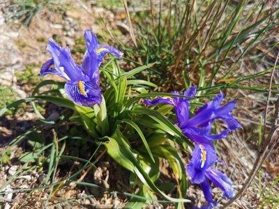 Iris planifolia, photographed by Thor-Rune Hansen