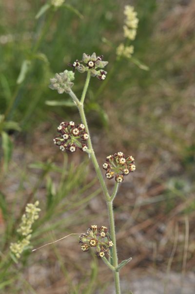 Oxypetalum arnottianum, photographed by aacocucci