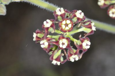 Oxypetalum arnottianum, photographed by aacocucci
