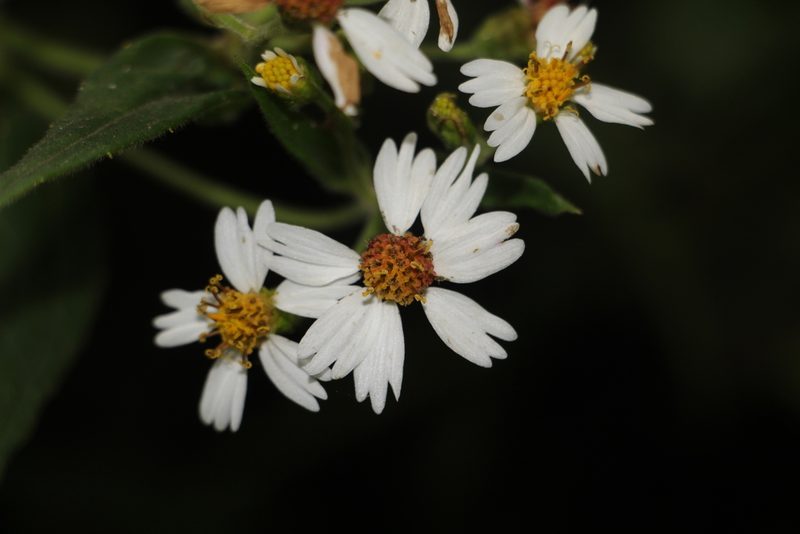 Alloispermum caracasanum, photographed by Andrés Ramírez-Barrera