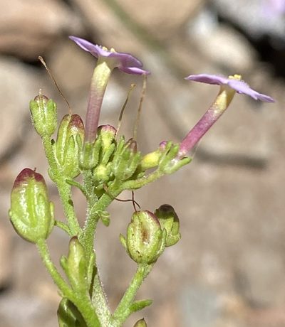 Sutera foetida, photographed by Dave U