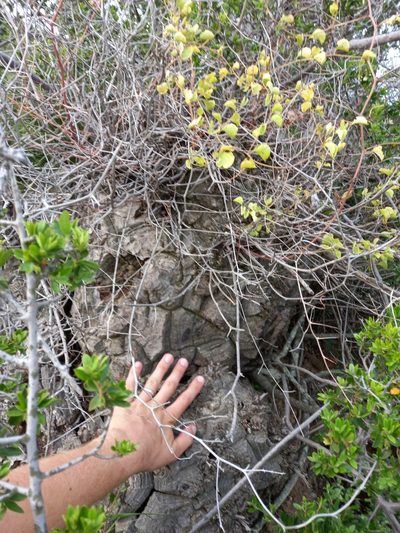 Dioscorea elephantipes, photographed by Christiaan Viljoen