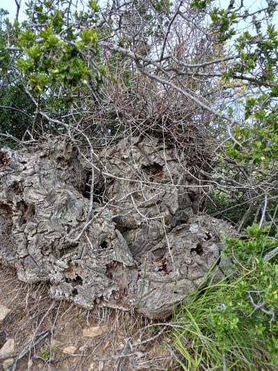 Dioscorea elephantipes, photographed by Christiaan Viljoen