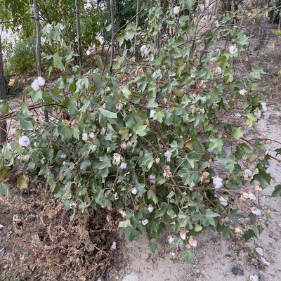 Gossypium hirsutum, photographed by Bill Levine