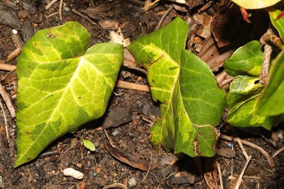 Hedera colchica, photographed by Stephen James McWilliam