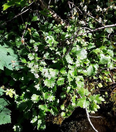 Micranthes lyallii, photographed by Peter L Achuff