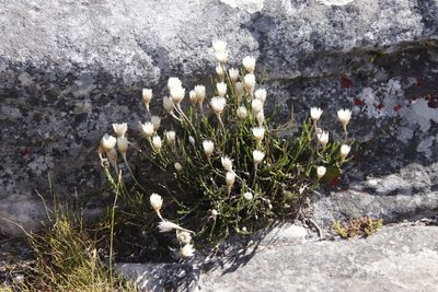 Edmondia pinifolia, photographed by Tony Rebelo