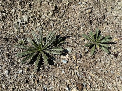 Streptanthus glandulosus, photographed by Dee Shea Himes