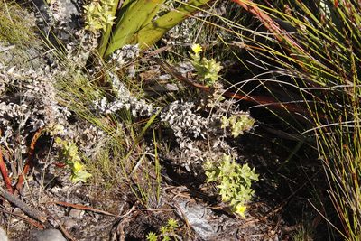 Nephrotheca ilicifolia, photographed by Tony Rebelo