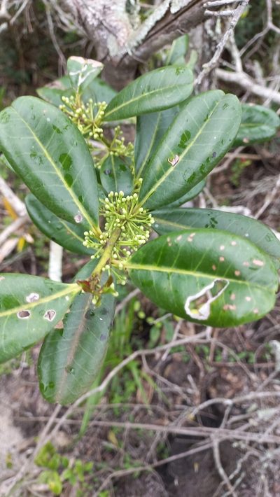 Ilex theezans, photographed by JG