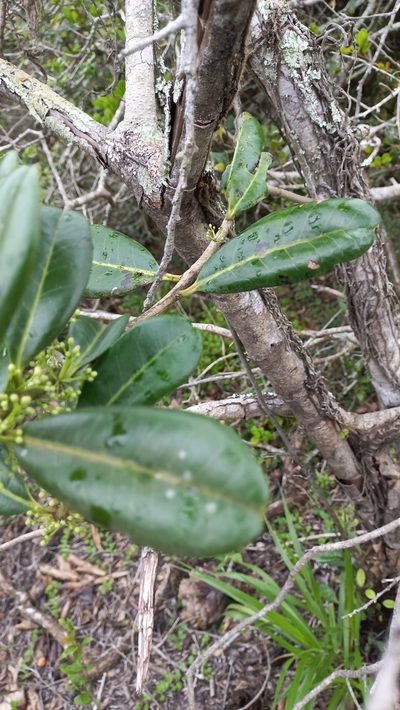 Ilex theezans, photographed by JG