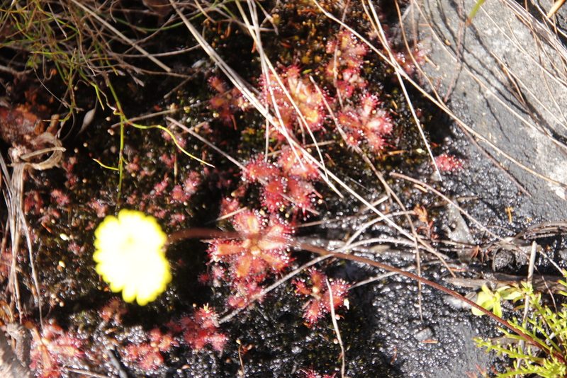 Drosera trinervia, photographed by Tony Rebelo