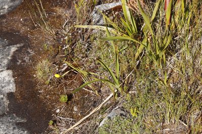 Bobartia filiformis, photographed by Tony Rebelo