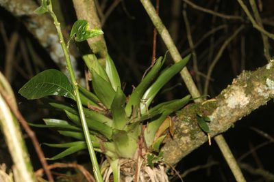 Tillandsia biflora, photographed by Andrés Ramírez-Barrera