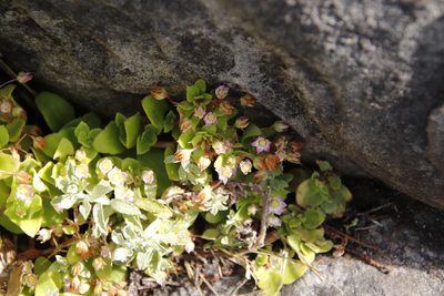 Crassula pellucida, photographed by Tony Rebelo