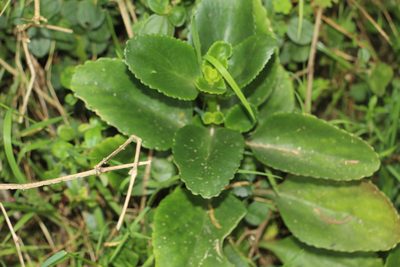 Kalanchoe densiflora, photographed by Andrés Ramírez-Barrera