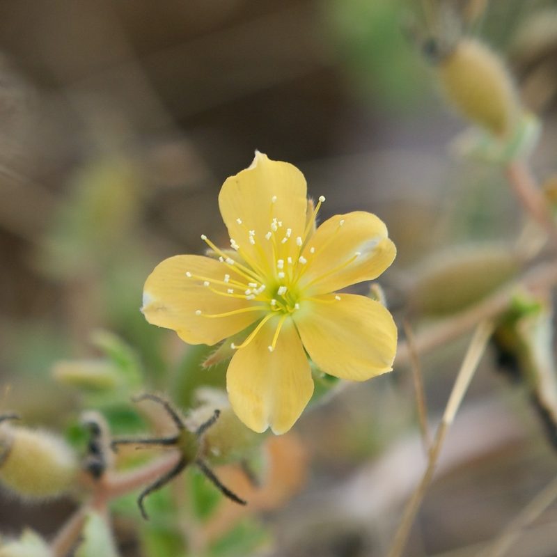 Mentzelia adhaerens, photographed by Bill Levine