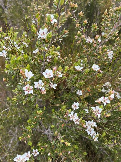 Leptospermum nitidum, photographed by Ramit Singal