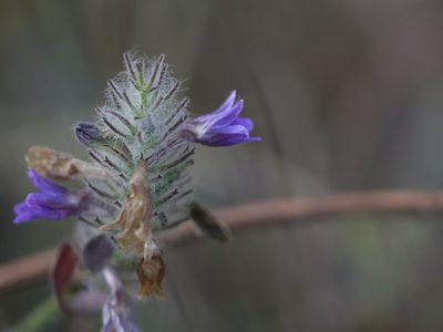 Haplanthodes neilgherryensis, photographed by Dinesh Valke