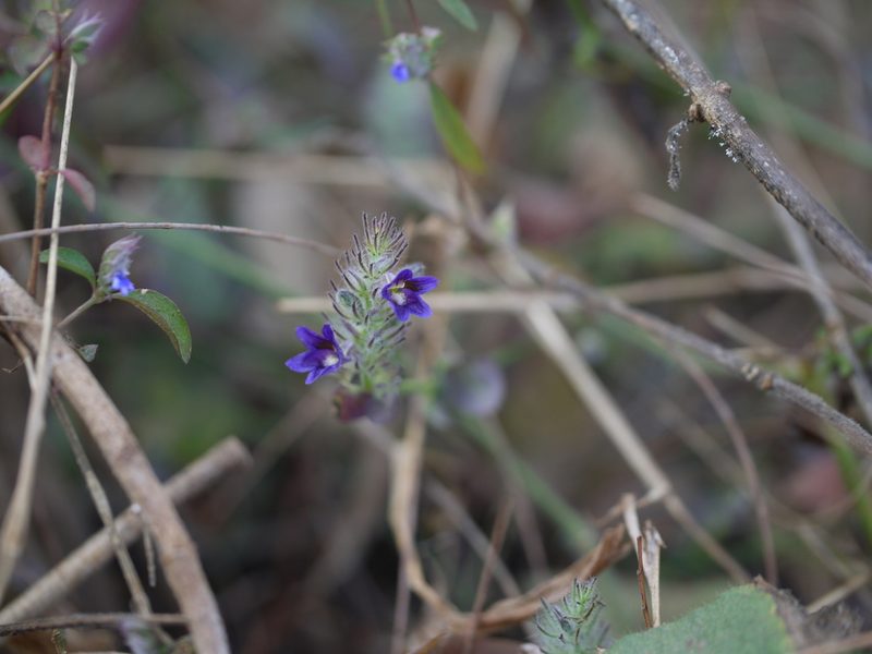 Haplanthodes neilgherryensis, photographed by Dinesh Valke