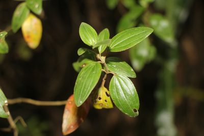Monochaetum myrtoideum, photographed by Andrés Ramírez-Barrera