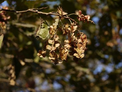 Terminalia paniculata, photographed by Dinesh Valke