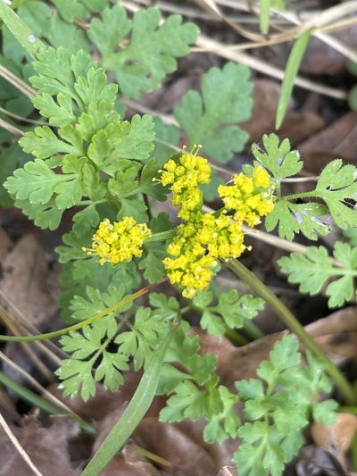 Tauschia texana, photographed by Evelyn Lazzaretti 🏳️‍⚧️