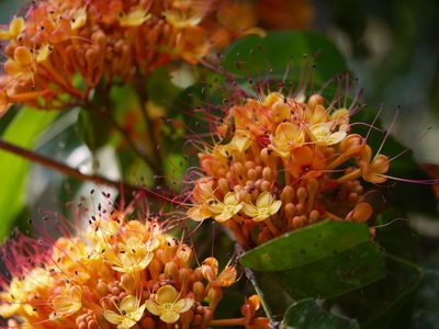 Saraca asoca, photographed by Dinesh Valke