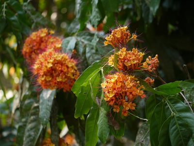 Saraca asoca, photographed by Dinesh Valke