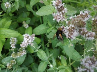 Mentha longifolia, photographed by Tim Johnson