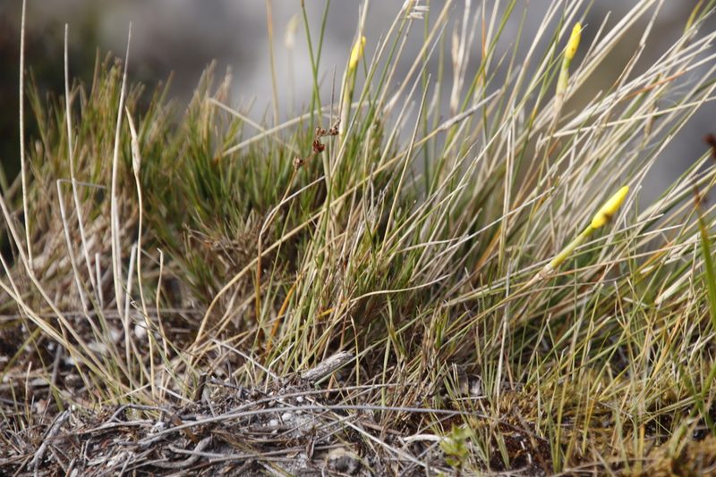 Bobartia filiformis, photographed by Tony Rebelo