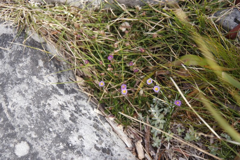 Zyrphelis taxifolia, photographed by Tony Rebelo