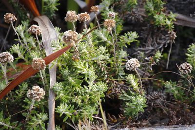 Anaxeton arborescens, photographed by Tony Rebelo