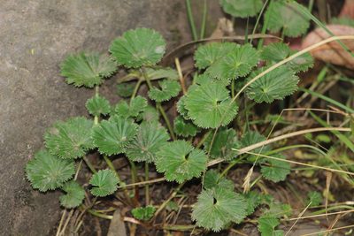 Alchemilla orbiculata