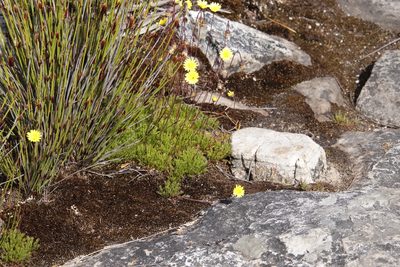 Ursinia nudicaulis, photographed by Tony Rebelo