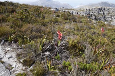 Watsonia tabularis, photographed by Tony Rebelo