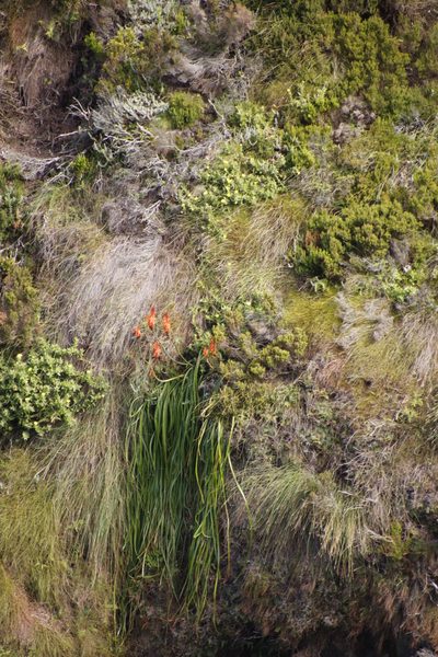 Kniphofia tabularis, photographed by Tony Rebelo