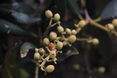 Gaiadendron punctatum, photographed by Andrés Ramírez-Barrera