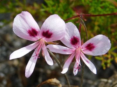 Pelargonium artemisiifolium, photographed by Klaus Wehrlin