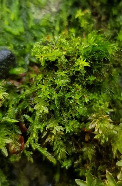 Leptodontium flexifolium, photographed by Helen Waterman