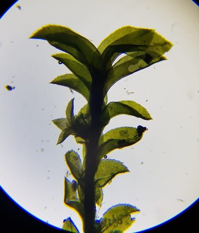 Leptodontium flexifolium, photographed by Helen Waterman