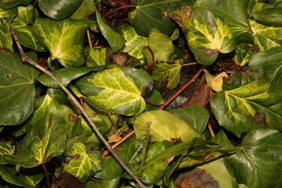 Hedera colchica, photographed by Stephen James McWilliam