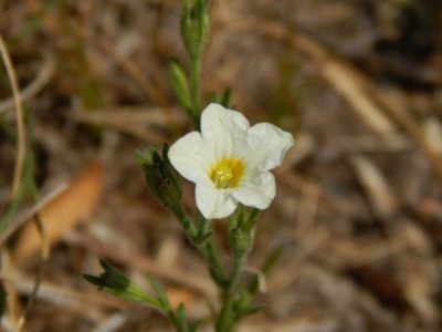 Bouchetia anomala, photographed by Joselin Listur