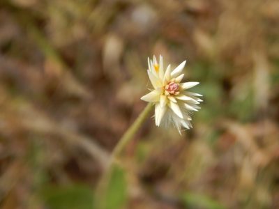 Pfaffia tuberosa, photographed by Joselin Listur