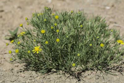 Hymenoxys odorata, photographed by Craig Martin