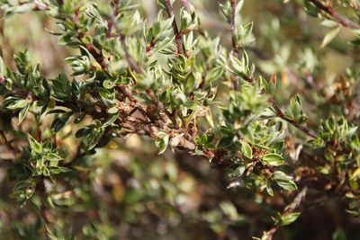 Cliffortia tridentata, photographed by Tony Rebelo