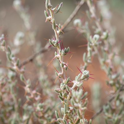 Sclerolaena obliquicuspis, photographed by Kym Nicolson