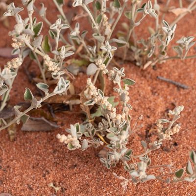 Chenopodium desertorum, photographed by Kym Nicolson