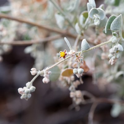 Chenopodium curvispicatum, photographed by Kym Nicolson