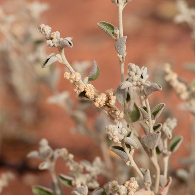 Chenopodium desertorum, photographed by Kym Nicolson